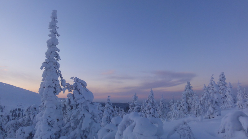 snowy, scenics - nature, tranquility, beauty in nature, environment, finland, trees, land, tranquil scene, white color, non-urban scene, 2K, no people