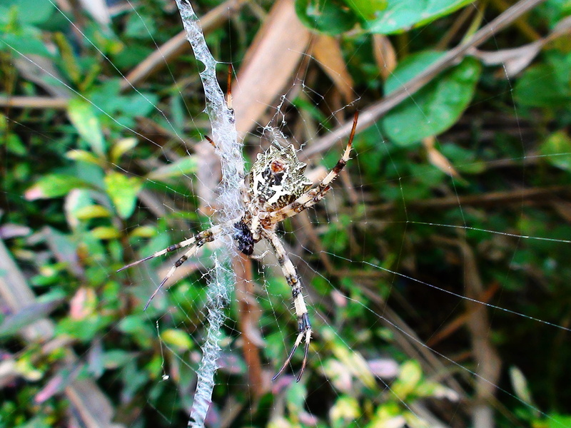zoology, arachnid, 1080P, net, day, arthropod, complexity, mendong, focus on foreground, insects, close-up, no people, cameroon, web, one animal, spider