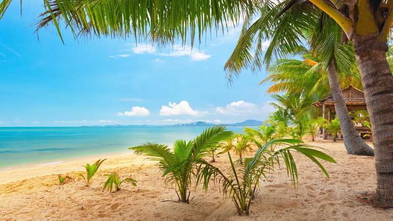 ocean, coast, coco beach, palm tree, africa, palm leaf, blue sky, sand, shore, tranquil scene, growth, plant, caribbean, beauty in nature, tranquility