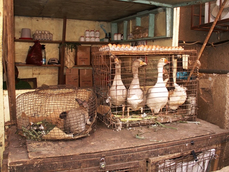 egg, geese, large group of objects, no people, bird, pets, built structure, animal themes, architecture, building exterior, cameroon, 1080P, group of animals