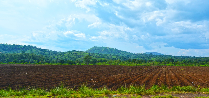 farm, land, nikon, plant, growth, cameroon, outdoors, cameroun, kmertour, green, plantation, trees, field, environment, foumbot, scenics - nature, rural scene