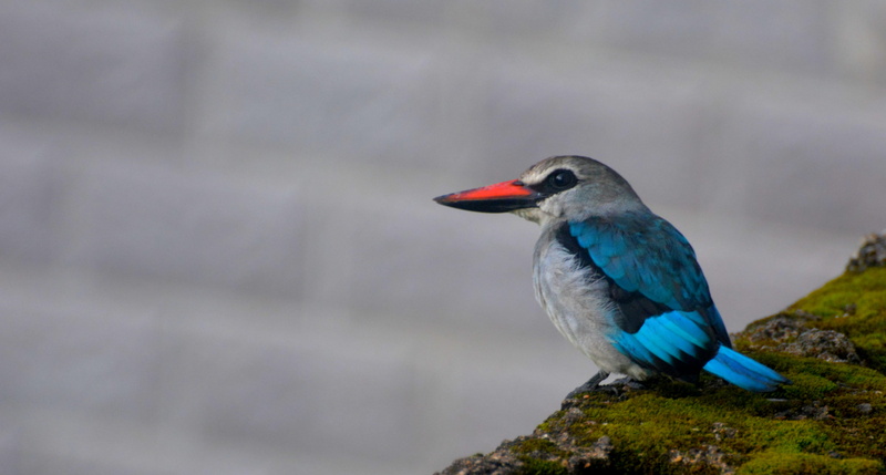 nikon, looking, animal, one animal, cameroon, focus on foreground, outdoors, animal wildlife, looking away, beak, side view, 4K, bokeh, perching, bird
