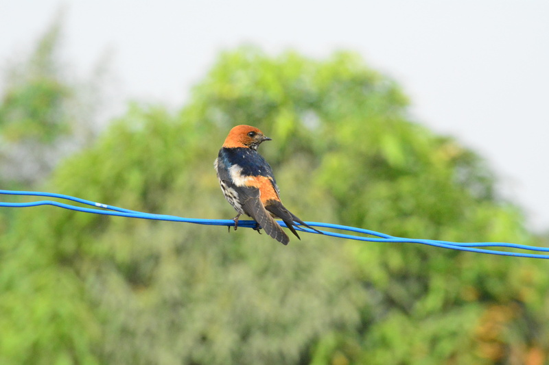 africa, nature, animal wildlife, kingfisher, cameroon, focus on foreground, multi colored, songbird, mbouroukou, one animal, cable, cameroun, no people