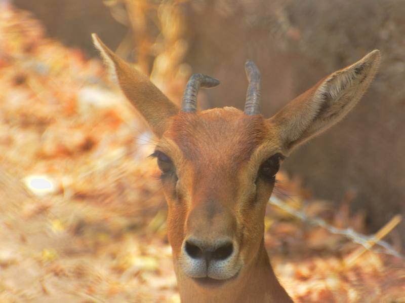 antler, cameroon, animal head, herbivorous, wildlife, animals, looking at camera, garoua, 4K, animal themes, zoo, wild, animal, animal wildlife, portrait