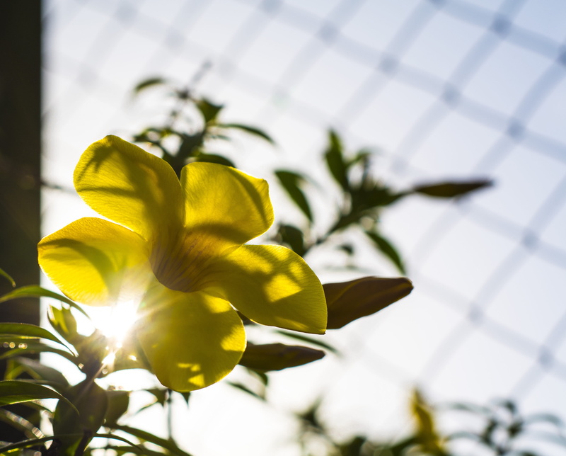 flowers, cameroon, flowering plant, flower head, 4K, africa, nature, yellow, youpwe, outdoors, plant stem, cameroun, kmertour, flower, focus on foreground