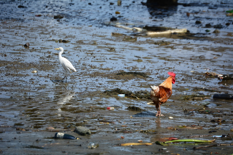 animals, pollution, cameroun, 5K, birds, river, outdoors, beach, lake, douala, selective focus, animal themes, day, base navale de douala de la marine nationale