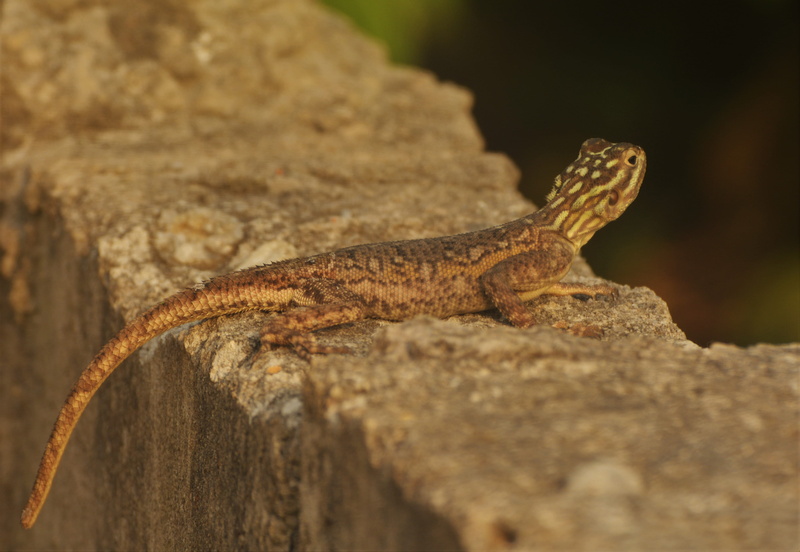lizard, animal head, nikon, animals in the wild, rock - object, lizards, vertebrate, outdoors, kmertour, selective focus, 4K, reptiles, animal body part