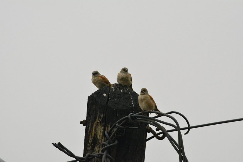 birds, copy space, vertebrate, sparrow, nature, kmertour, low angle view, animal wildlife, city, two animals, birdwatching, ngodi, cameroun, outdoors, no people
