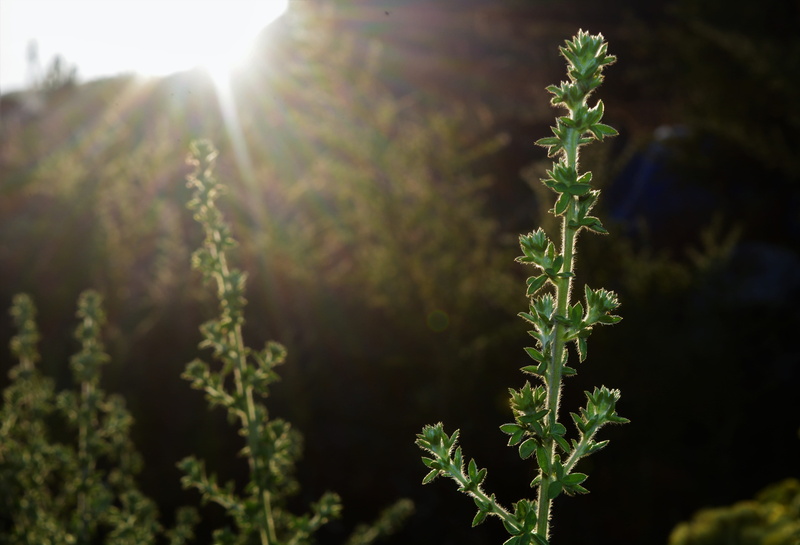 close-up, focus on foreground, cameroun, moutains, sunlight, sunbeam, fako, beauty in nature, 5K, no people, kmertour, growth, outdoors, day, freshness