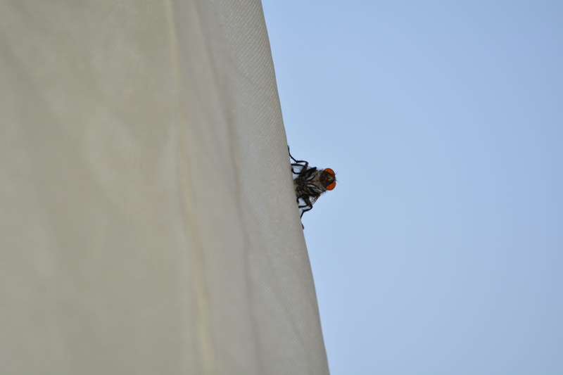 sport, macro, flies, adventure, kmertour, men, ngodi, africa, clear sky, sky, leisure activity, cameroun, insects, motion, extreme sports, low angle view