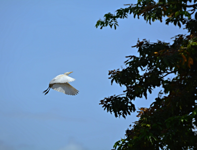 clear sky, douala, birdwatching, cameroon, mid-air, low angle view, cameroun, one animal, animal themes, sky, aigrette, animals in the wild, tree, day