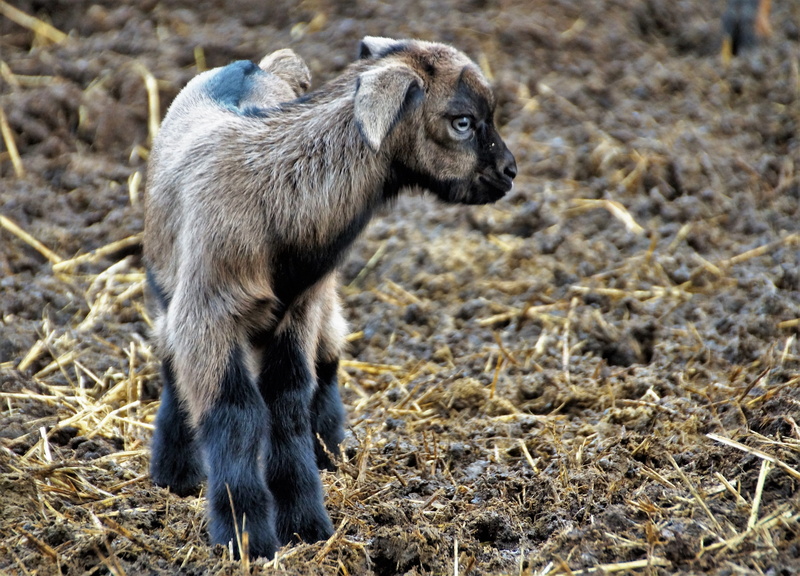 cameroon, brown, cute, young animal, animal wildlife, 4K, one animal, looking, sheep, animal, outdoors, day, standing, breeding, mammal, no people, vertebrate