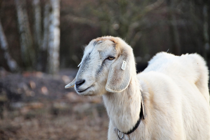 economic, farm, horse, herbivorous, breeding, tree, domestic animals, outdoors, close-up, sheep, domestic, livestock, farmhouse, no people, countryside