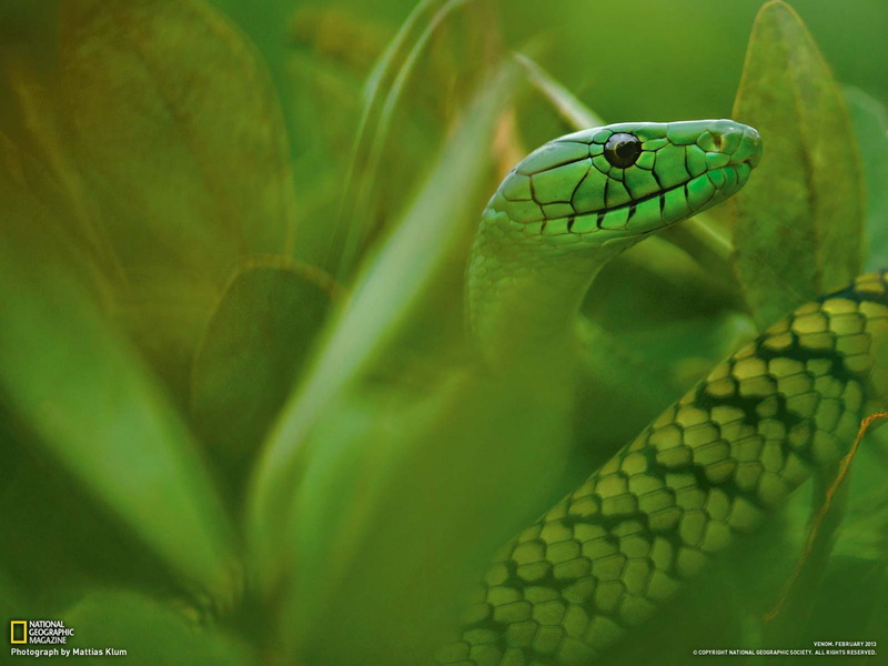 vertebrate, animal eye, leaf, animal, eye, reptile, geographic, focus on foreground, green color, plant, animal wildlife, animal themes, close-up, cameroon