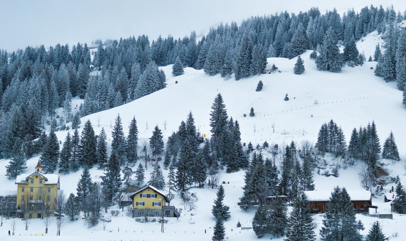 covering, riggi, slope, built structure, nature, architecture, no people, conifer, ski resort, 5K, swiss, animal, my blog, outdoors, pine, houses, ice
