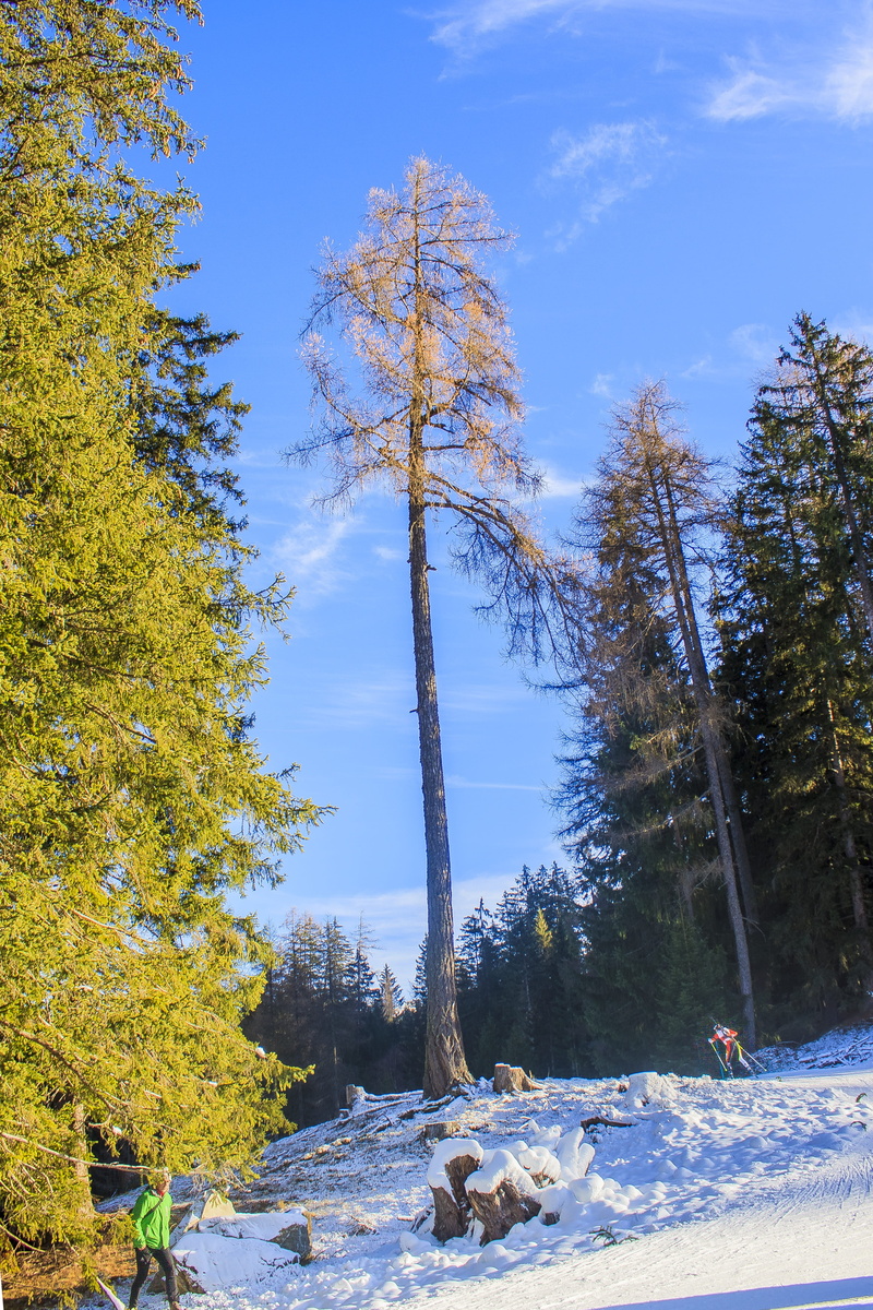 tree, frost, day, high dynamic range, high contrast, digital, winter, change, cold temperature, nature, tranquility, non-urban scene, cold, snow, no people