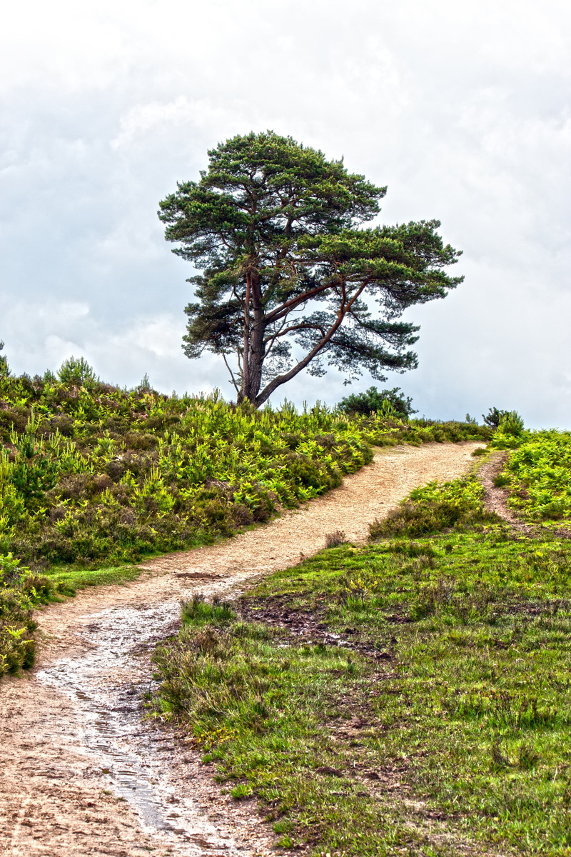 landscape, dirt road, tranquil scene, pathway, green, dirt, stormy, nature, outdoor, outdoors, day, sky, hampshire, 4K, field, image, scenics - nature