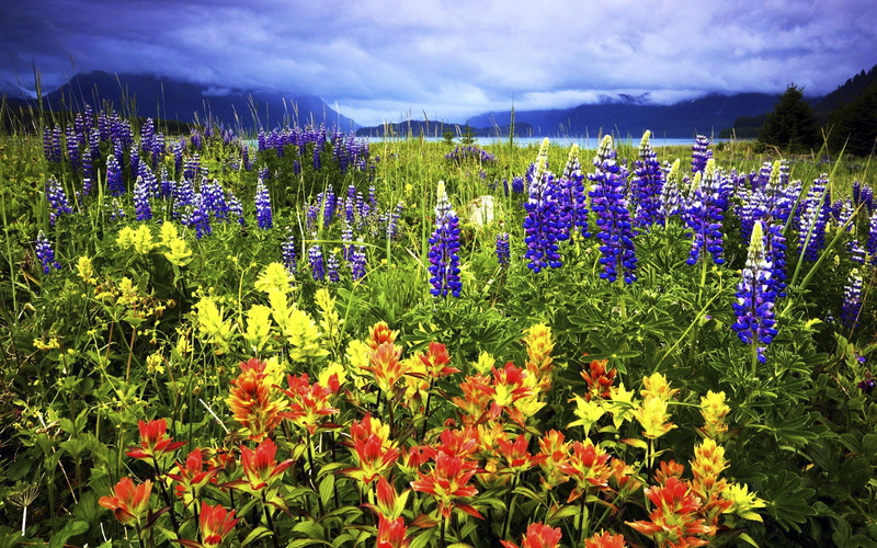 national, alaska, bay, 2K, hd, park, glacier
