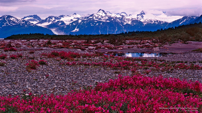 park, glacier, 2K, National Parks, national, wildflowers, bay, alaska