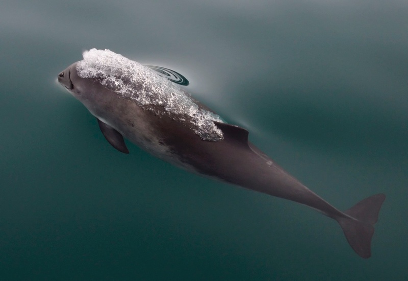 undersea, glacier bay, animal themes, one animal, animal, vertebrate, swimming, sea, mammal, aquatic mammal, surface, alaska, outdoors, harbor porpoise