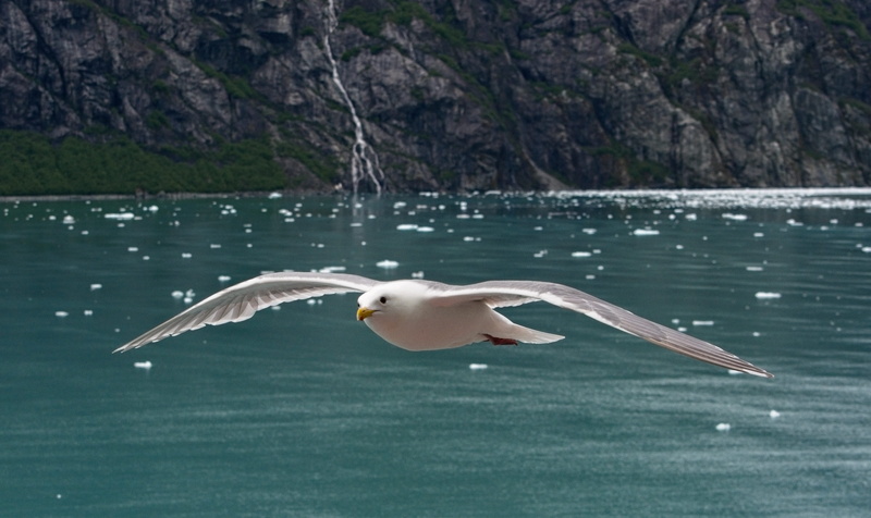 animal wildlife, flying, day, animal, alaska, motion, nature, no people, spread wings, travel, glaucous-winged gull, animal themes, beauty in nature, seagull