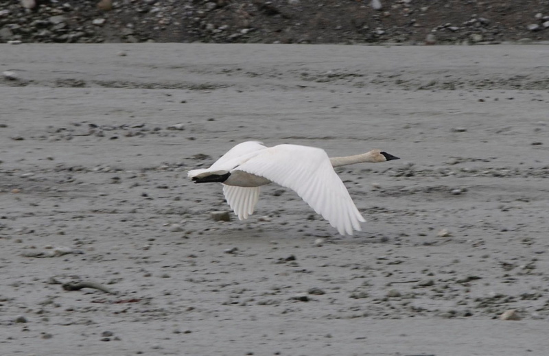 one animal, Wildlife, waterfowl, water Bird, glacier bay, elegance, 1080P, animals In The Wild, animals And Pets, animal, animal themes, mid-air, animal Wing