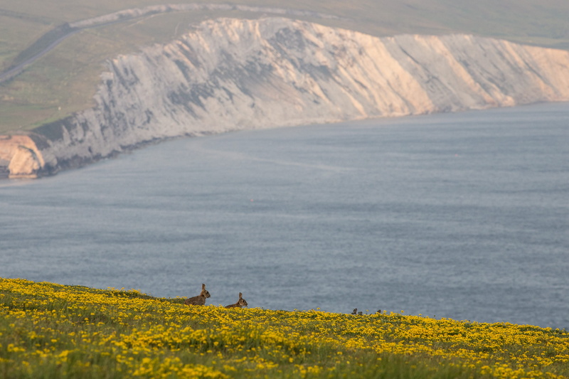 nature, sea, tennyson down, idyllic, day, ice, lake, cliff, land, totland bay, beauty in nature, 2K, animal, real people, snow, water, grassland, united kingdom