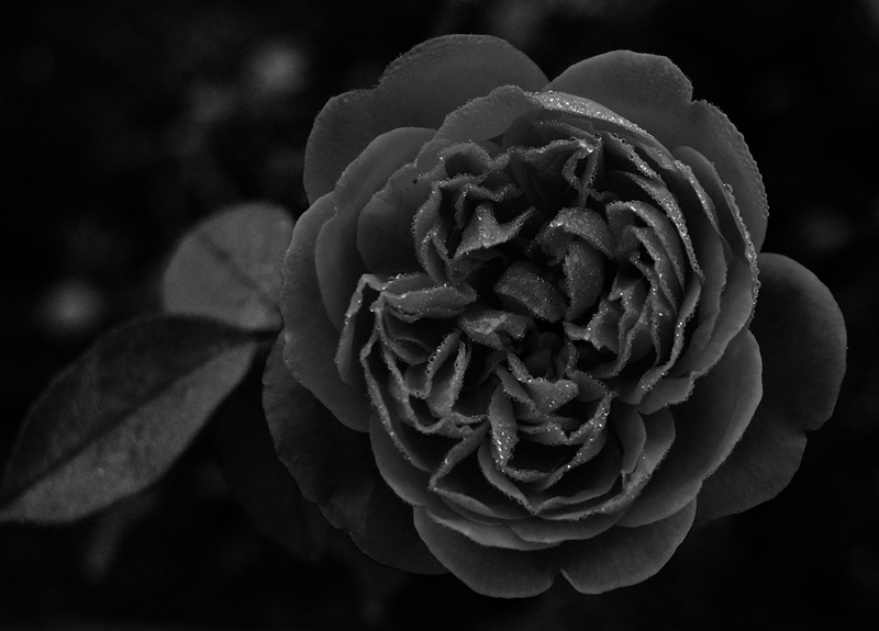 flowers, plants, drops, 4K, roses, growth, cameroun, black background, domaine du petpenoun, africa, fragility, kmertour, flower, nature, cameroon, plant