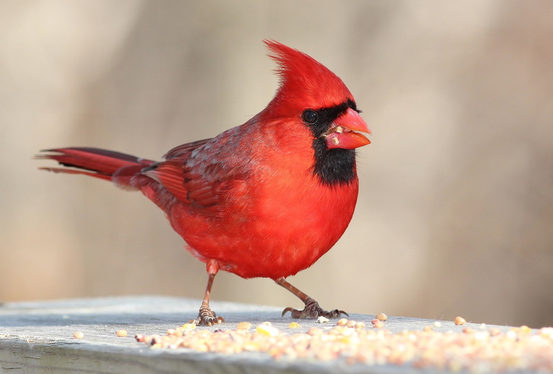 vertebrate, animal, red, focus on foreground, animal themes, full length, cardinal - bird, nature, no people, small, one animal, close-up, beak, outdoors