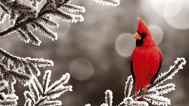animal themes, coniferous tree, animals in the wild, perching, plant, snow, close-up, Cardinals, outdoors, tree, bird, animal, vertebrate, 1080P, no people