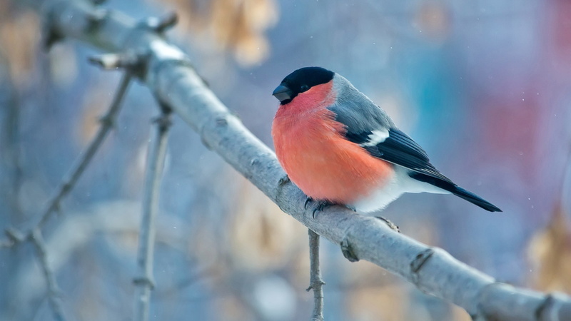 cold temperature, landscape, beauty in nature, day, bird, animal themes, animals, black, animal, perching, winter, no people, vertebrate, animals in the wild