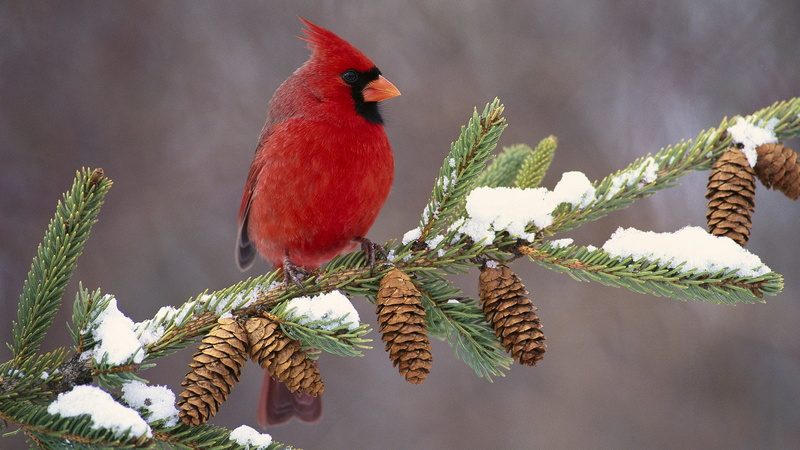 multi Colored, finch, color, red, bird Watching, outdoors, forest, snow, cardinal, winter, full length, one Animal, green Color, season, animal themes