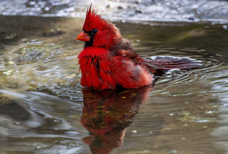 Cardinals, birds, wildlife, 1080P