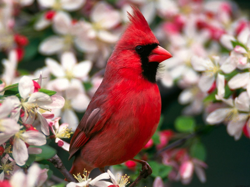 720P, cardinal, northern