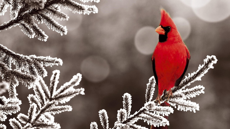 pine tree, forest, coniferous tree, yellow, multi Colored, perching, beauty In Nature, cardinal, outdoors, bird, winter, color Image, tree, backgrounds
