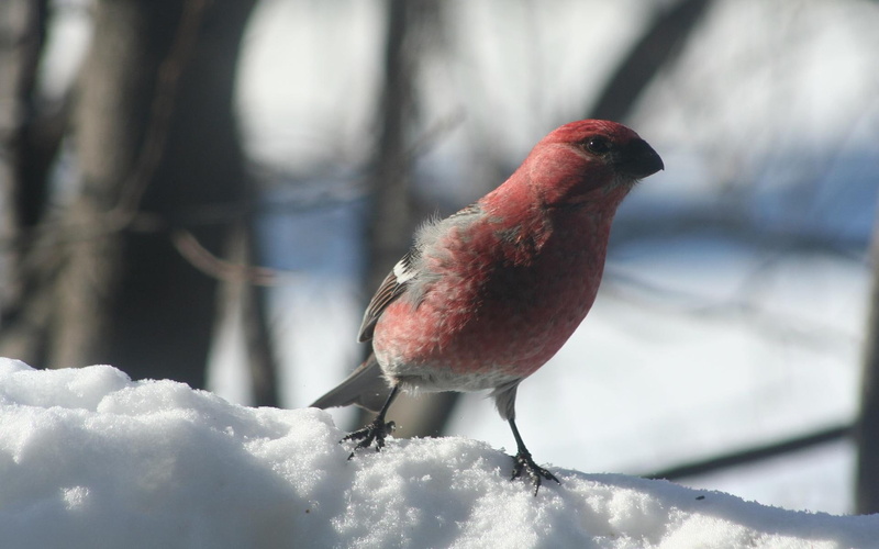 snow, pine, winter, grosbeak, 1080P, animals, bird, pine grosbeak