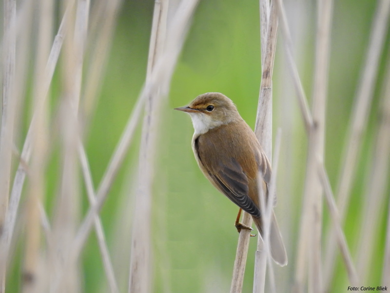 Acrocephalus scirpaceus, bird, Reed Warbler, bird Watching, animals In The Wild, wildlife, vogels, vogel, birds, wetlands, animal, feather, bird  song
