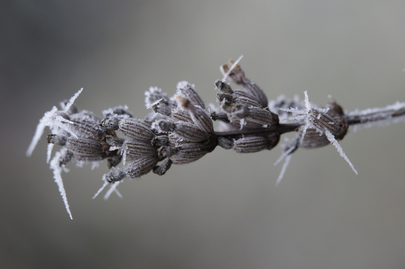 no people, hoarfrost, ice, invertebrate, studio shot, winter, animal wildlife, wintertime, close-up, animals in the wild, frozen, insect, selective focus