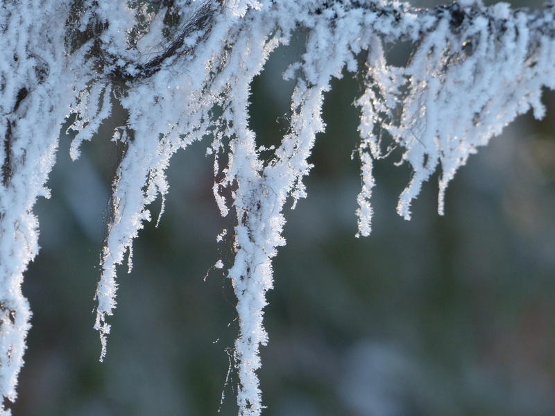 nature, frozen, environment, white color, cold temperature, ice cold, frost, outdoors, 4K, close-up, winter, ice, bitter cold, hoary, focus on foreground