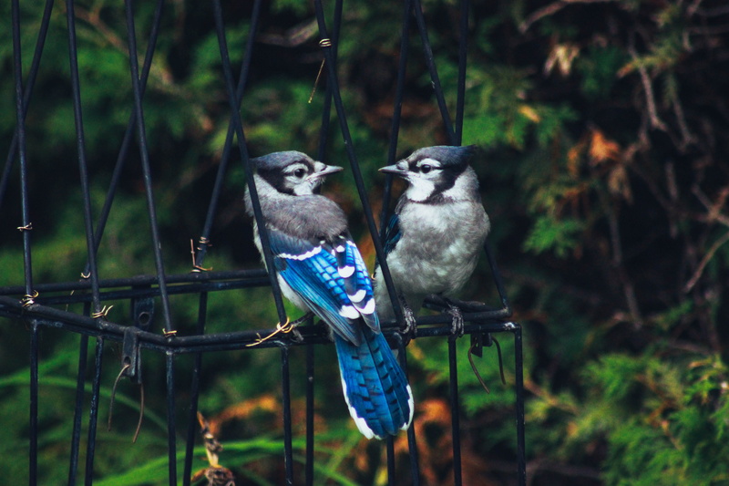 day, group of animals, outdoors, perching, bird, animal, plant, upclose, branch, bird of prey, forest, two, tree, animal themes, animal family, animals in the wild