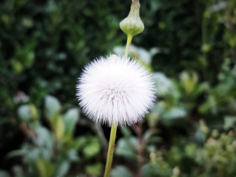 close-up, flora, inflorescence, day, flower head, minimal, arts district, focus on foreground, beauty in nature, freshness, no people, outdoors, growth