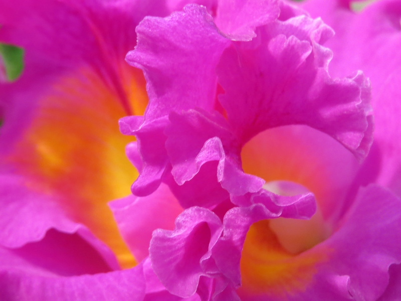 ornamental, pollen, flower, beauty in nature, macro, decorative, outdoors, vulnerability, backgrounds, pink color, plant, flowering plant, blooming, no people