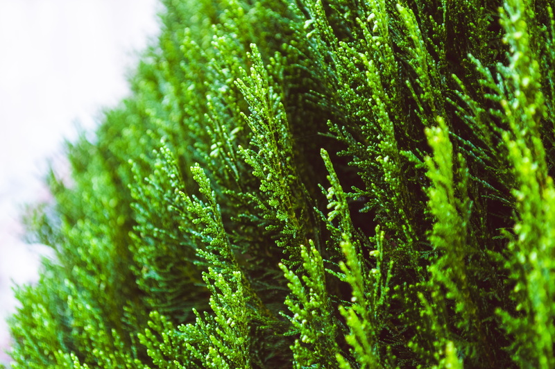 new zealand, auckland, freshness, beauty in nature, coniferous tree, fir tree, growth, nature, selective focus, no people, lush foliage, plant