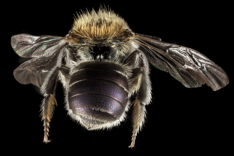 indoors, black background, animal wildlife, animal hair, mason, nature, zoology, animals in the wild, hair, animal, animal body part, invertebrate, animal themes