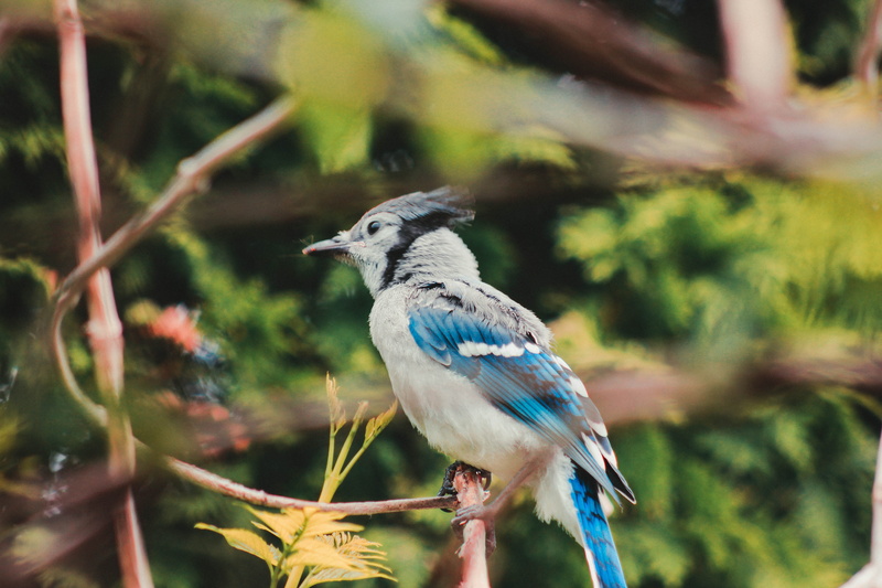 bird, no people, branch, plant, animal, focus on foreground, close-up, jay, one animal, side view, blue, animals in the wild, telephoto, nature, canada