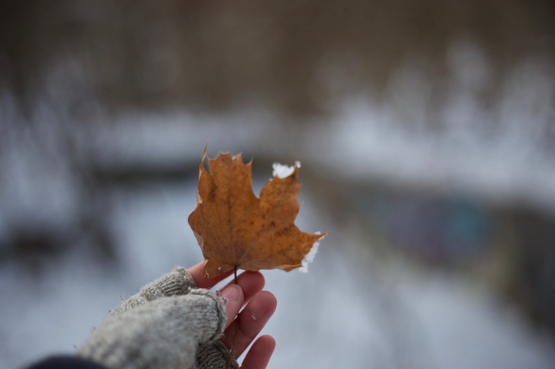 finger, leaves, plant part, change, holdingleaf, 2K, dry, focus on foreground, human body part, bocca, orangeleaf, personal perspective, day, unrecognizable person