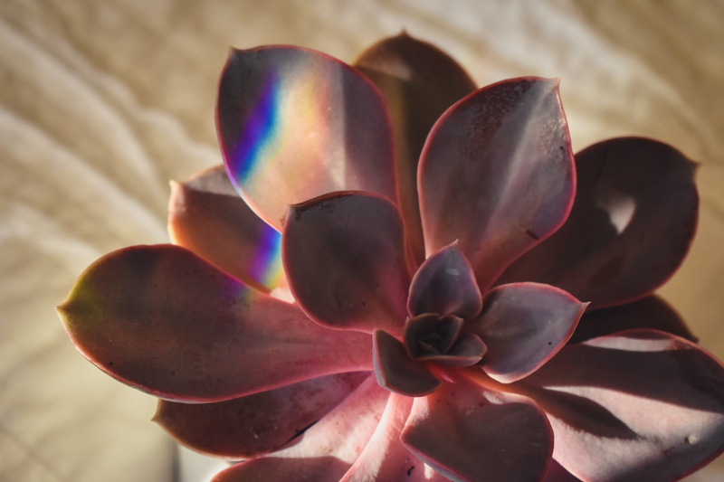 succulent plant, succulents, vulnerability, reflection, lights, growth, fragility, flower, purple, close-up, flower head, beauty in nature, plants, freshness