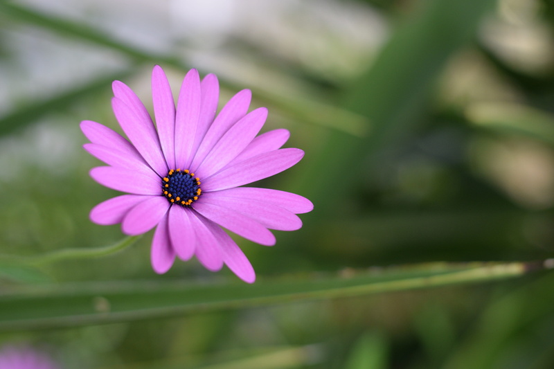 petal, vulnerability, flower, upclose, focus on foreground, flowering plant, plant, growth, flower head, no people, nature, freshness, purple, pink, beauty in nature