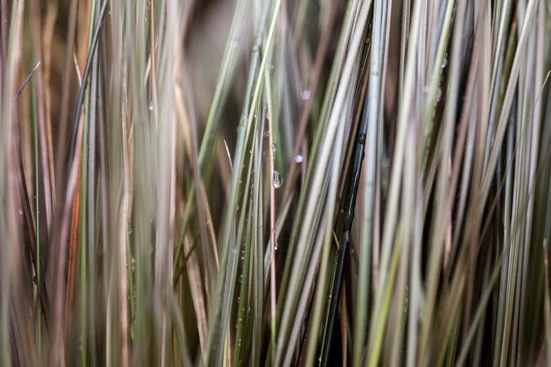 palm, plant part, backgrounds, rain, photo, nature, blade of grass, needle - plant part, close, 5K, coniferous tree, growth, no people, bamboo, pattern