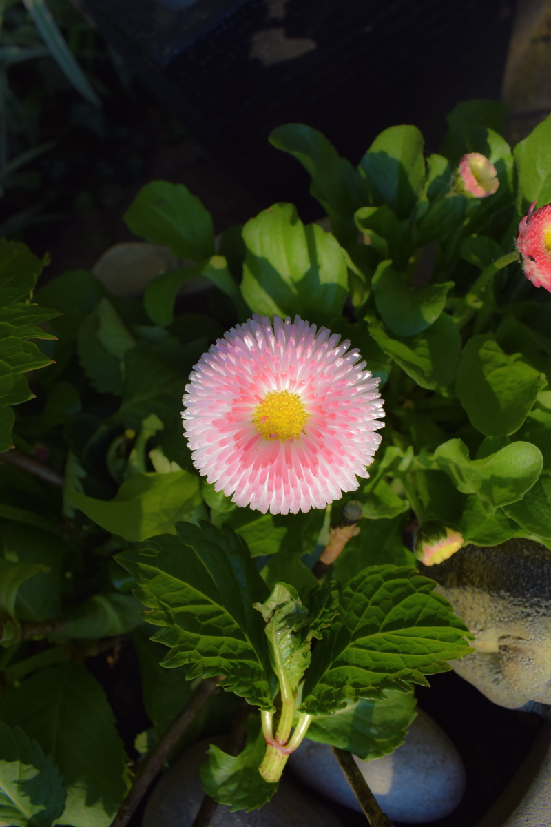 fragility, summer, beauty in nature, pink, potted plant, daisies, plant, freshness, upclose, high angle view, acanthaceae, pottery, 5K, flower head, green color